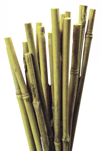 Apollo bamboo canes - 10 pack