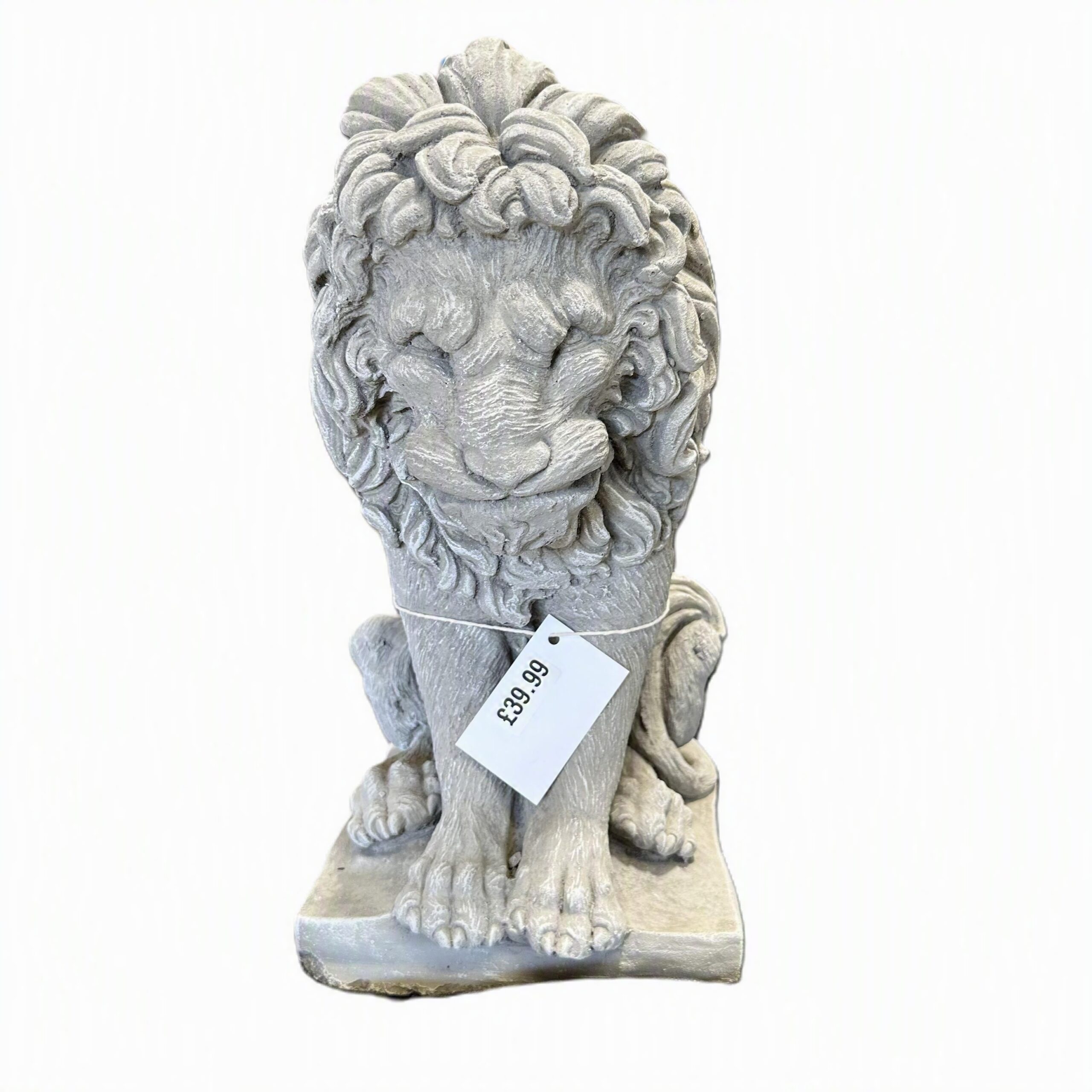 Medium Lion